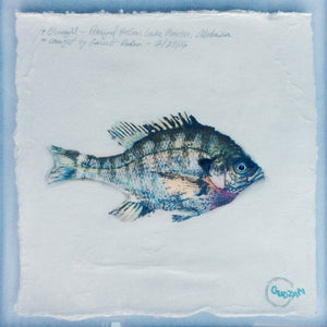 New Fish Art - bluegill